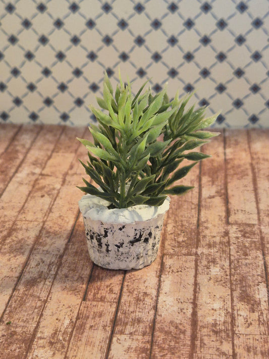 Plante