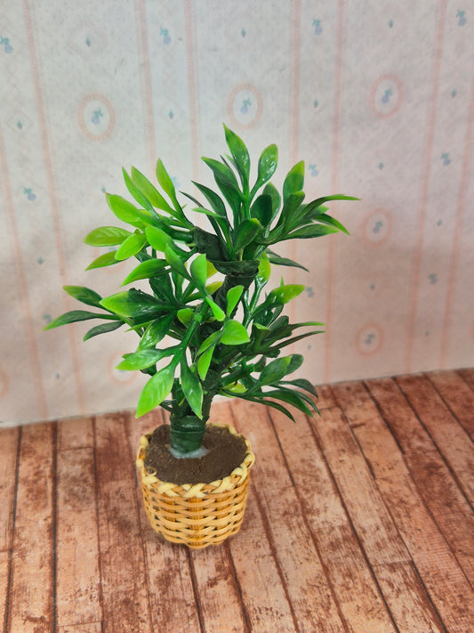 Plante