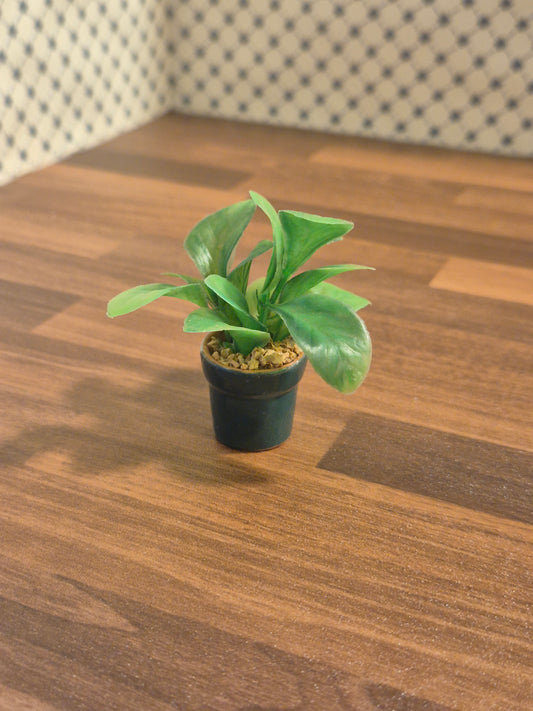 Plante