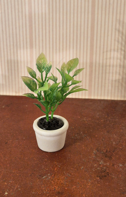 Plante