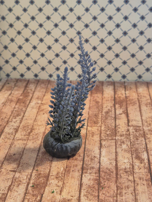 Plante