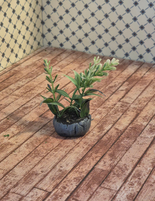 Plante