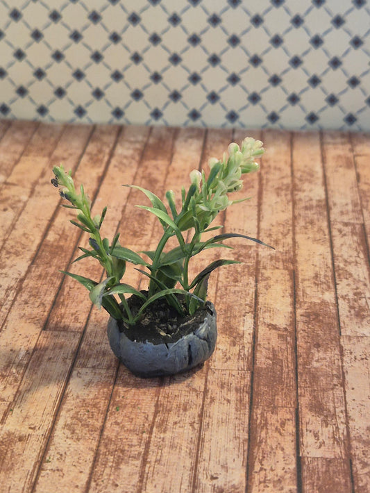 Plante