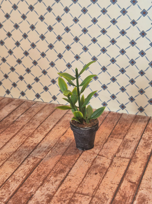 Plante
