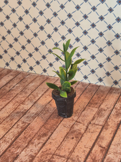 Plante
