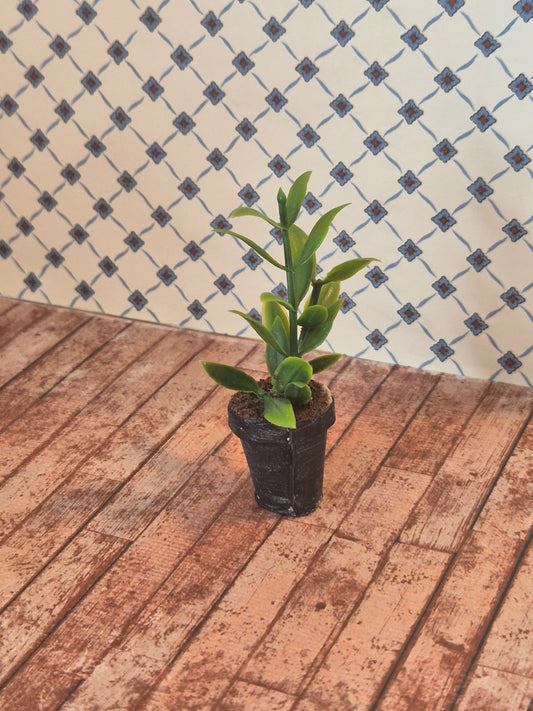 Plante