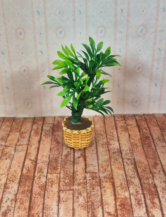 Plante